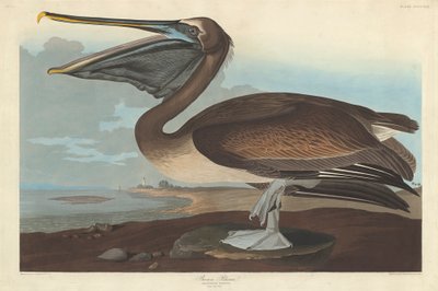 Bruine Pelikaan, 1838 door John James Audubon